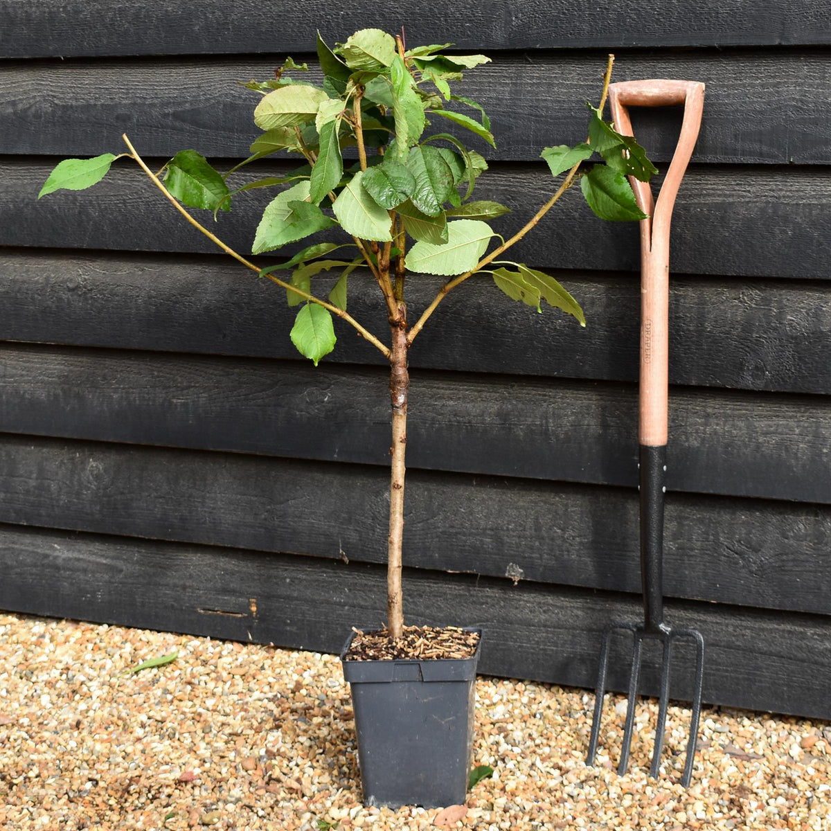 Prunus avium 'Regina' | Sweet Cherry 'Regina'  - Patio Rootstock - Height 80-100cm, 7lt