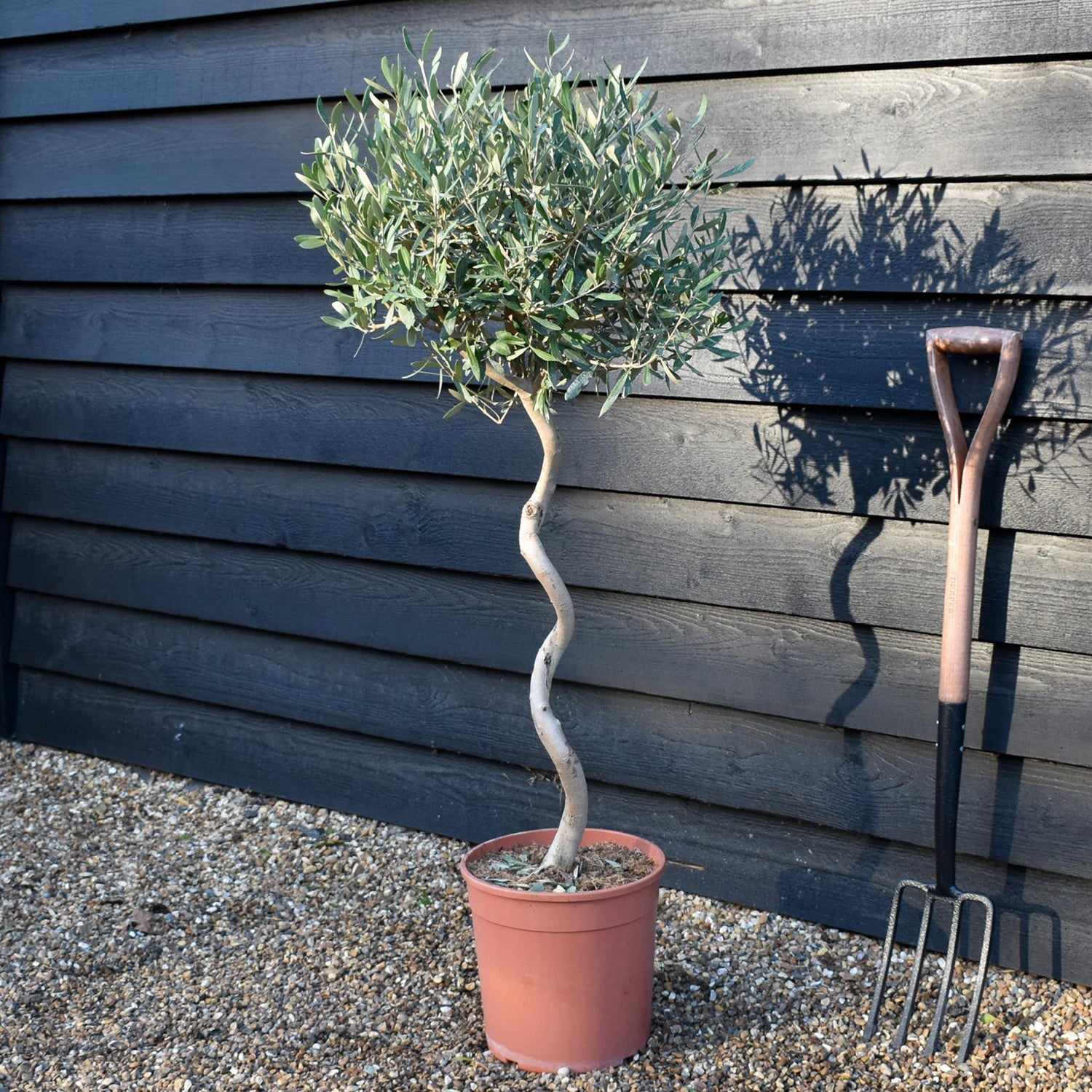 Olive Tree | Olea Europea -Clear Spiral Stem 70-80cm - Height - 110-120cm - 10lt