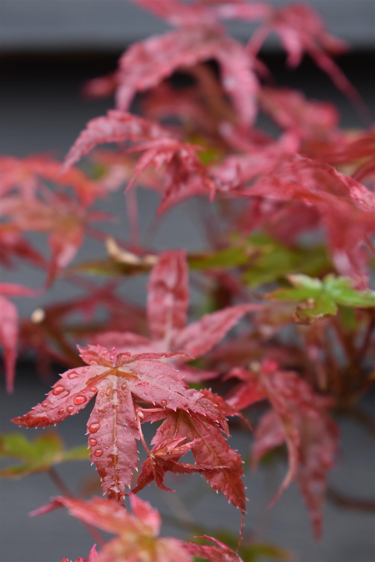 Acer palmatum Beni-maiko | Beni Maiko Japanese Maple - Height 30-50cm - 3lt