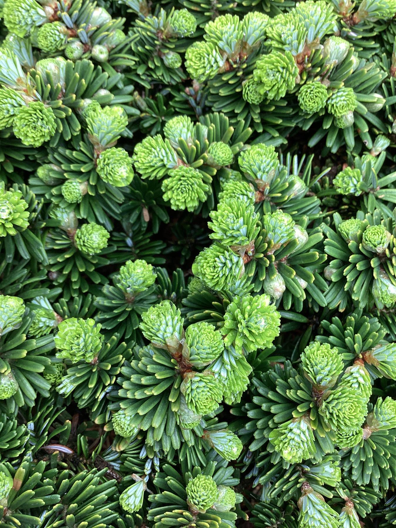 Abies koreana 'Brilliant' | Korean fir 'Brilliant' - Height 50cm - Width 25-30cm - 11lt