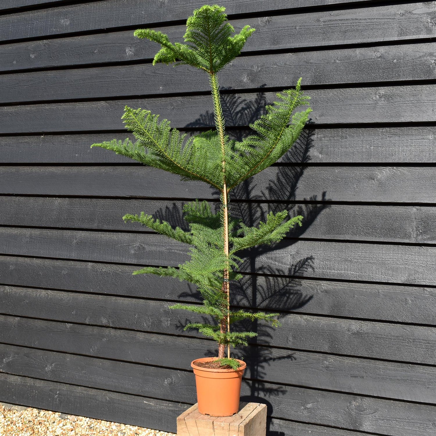 Norfolk Island Pine - Araucaria 'Heterophylla' - House Plant - Height 120-130cm - Width 90-70cm - Pot 20cm