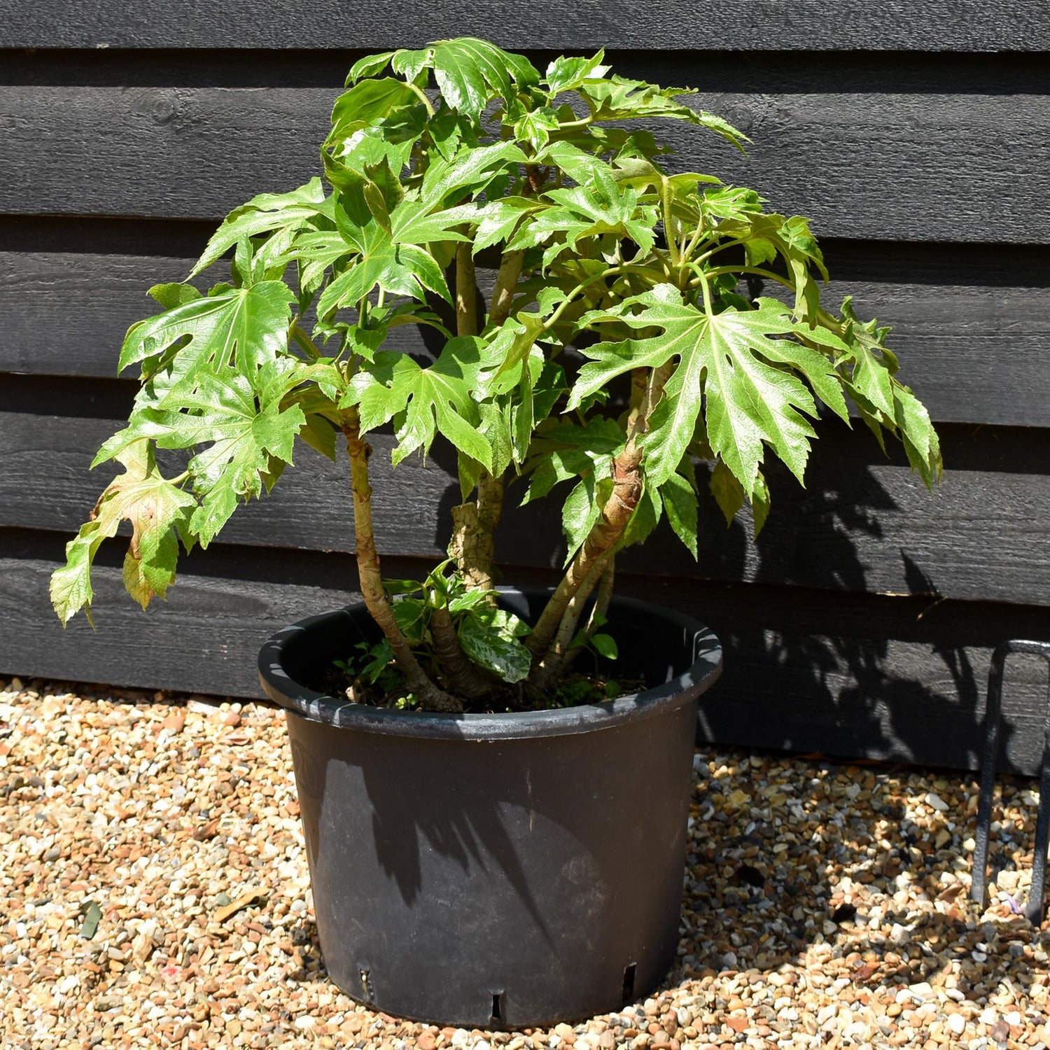 Fatsia japonica 'Spider's Web' - Shrub - Variegated - Height 40-50cm - 20lt