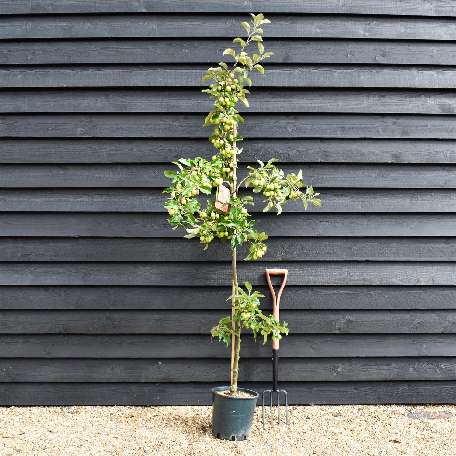 Malus Fruitilicious | Culinary Crab Apple Tree, Clear Stem - 180-200cm, 10lt