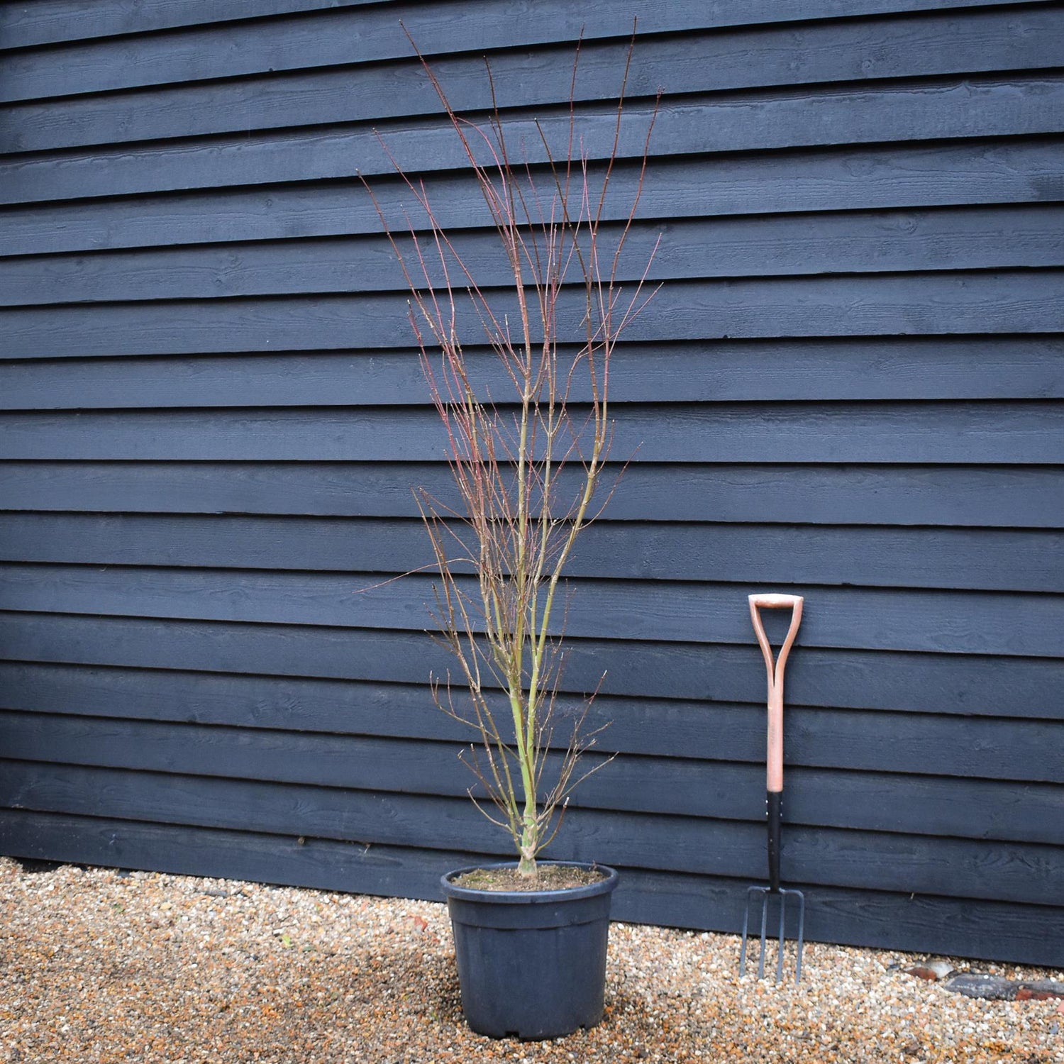 Japanese Maple | Acer palmatum 'Orange Lace' - Bushy - Height 180-190cm - 35lt