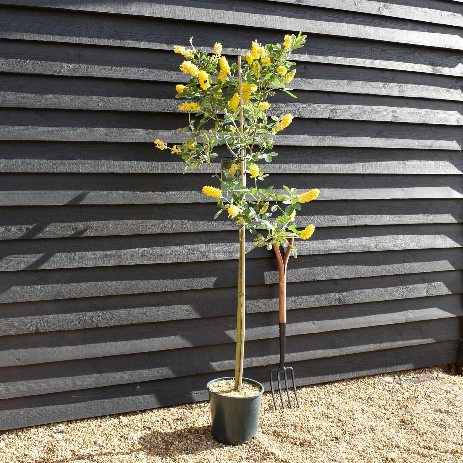 Cytisus battandieri | Moroccan Broom - Height 190-200cm - 12lt