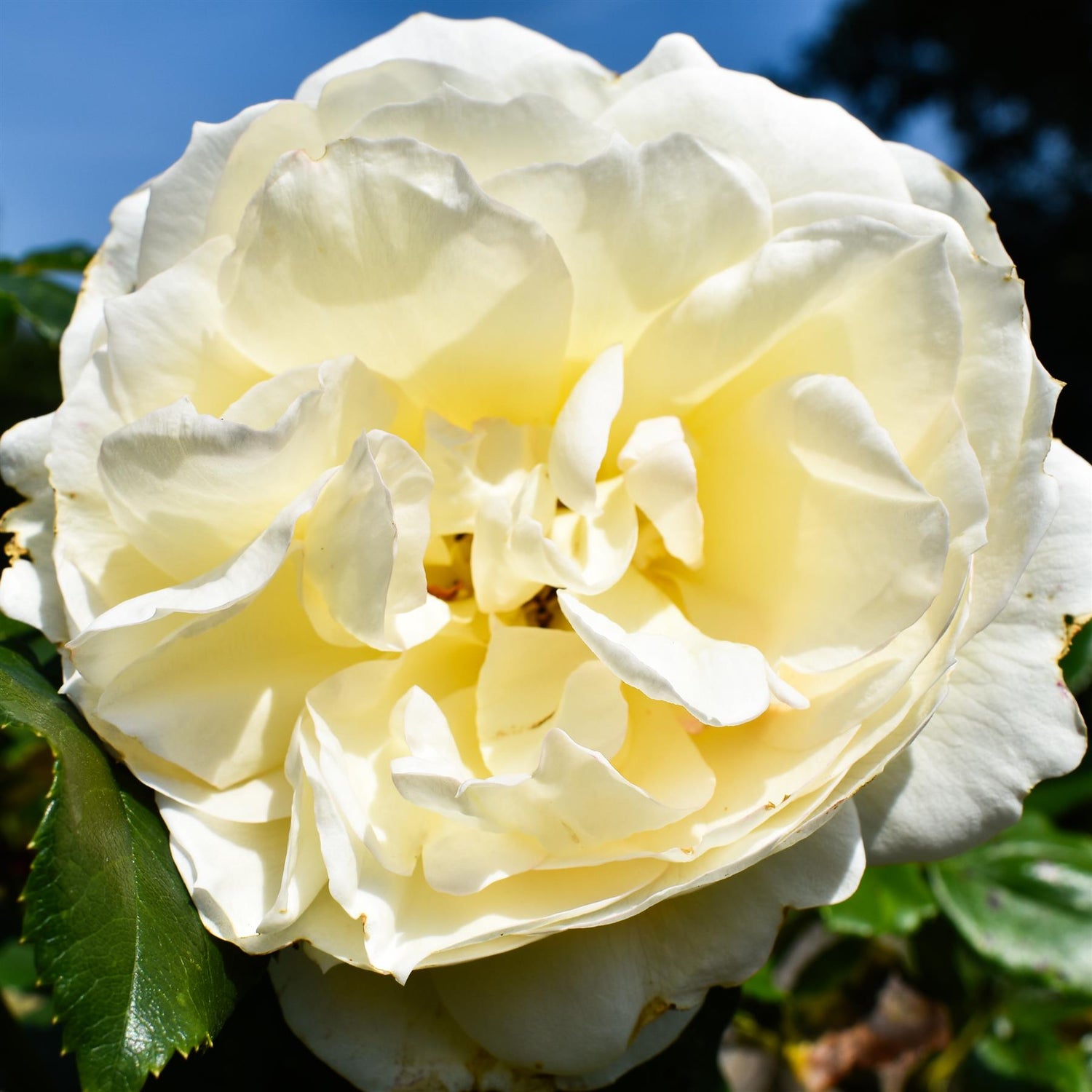 Rose 'Bianco Puro' - Clear Stem 80-90cm - Height 130-160cm - 18lt
