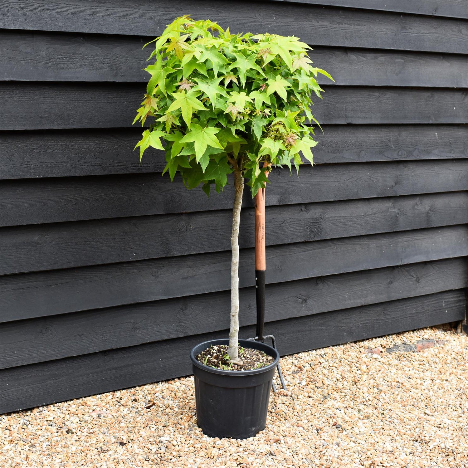 Liquidambar styraciflua 'Gum Ball' - Clear Stem 50 cm - Girth 6-8cm - Height 140-160cm - 15lt