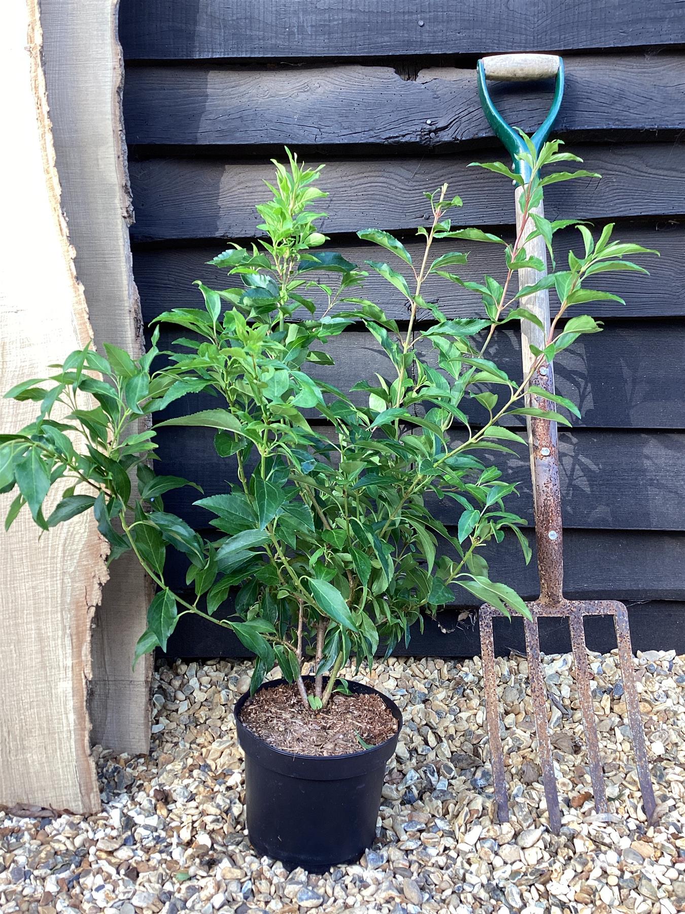 Forsythia 'Lynwood Variety' - 55-65cm, 2lt