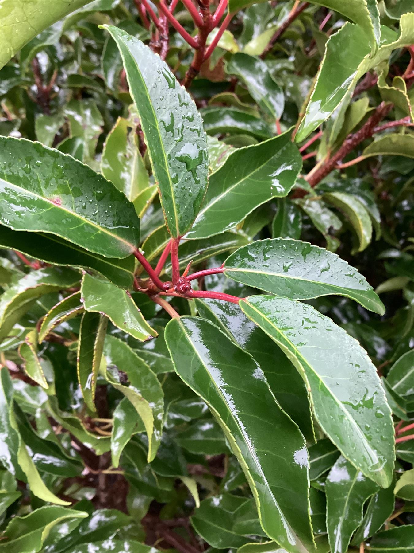 Prunus lusitanica 'Angustifolia' - Bushy - Height 170-190cm - 45lt