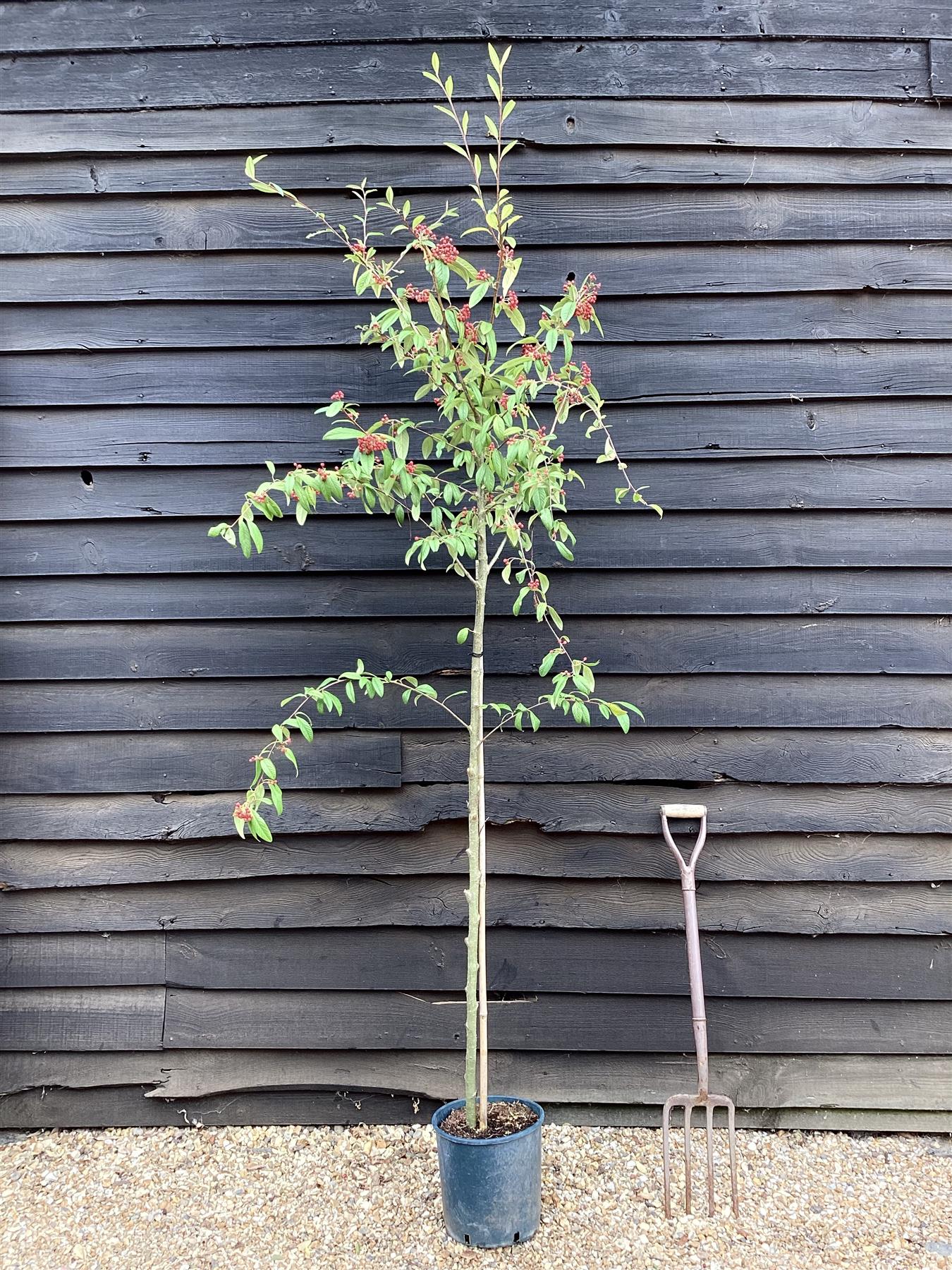 Cotoneaster 'Cornubia' - 160-200cm, 10lt