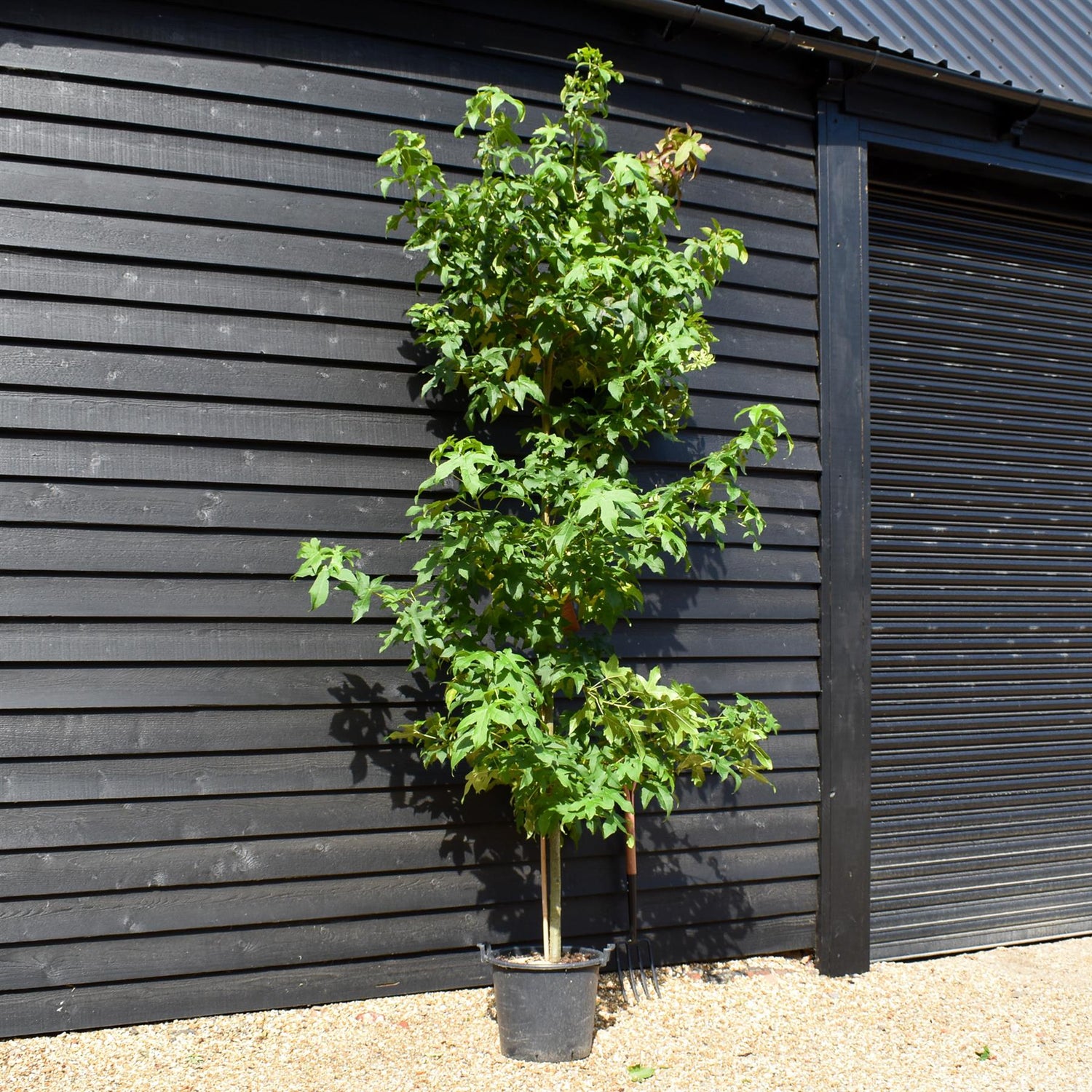 Sweet Gum | Liquidambar styraciflua 'Lane Roberts' - Height 200-250cm - Girth 8-10cm - 40lt