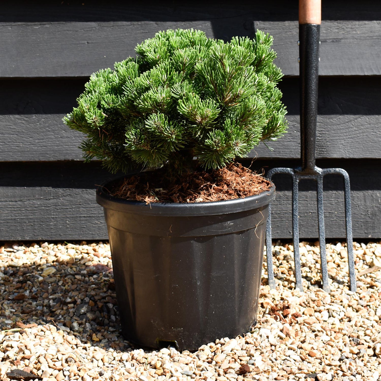 Pinus mugo 'Sherwood Compact' | Dwarf mountain pine - Height 20cm - Width 30cm - 11lt