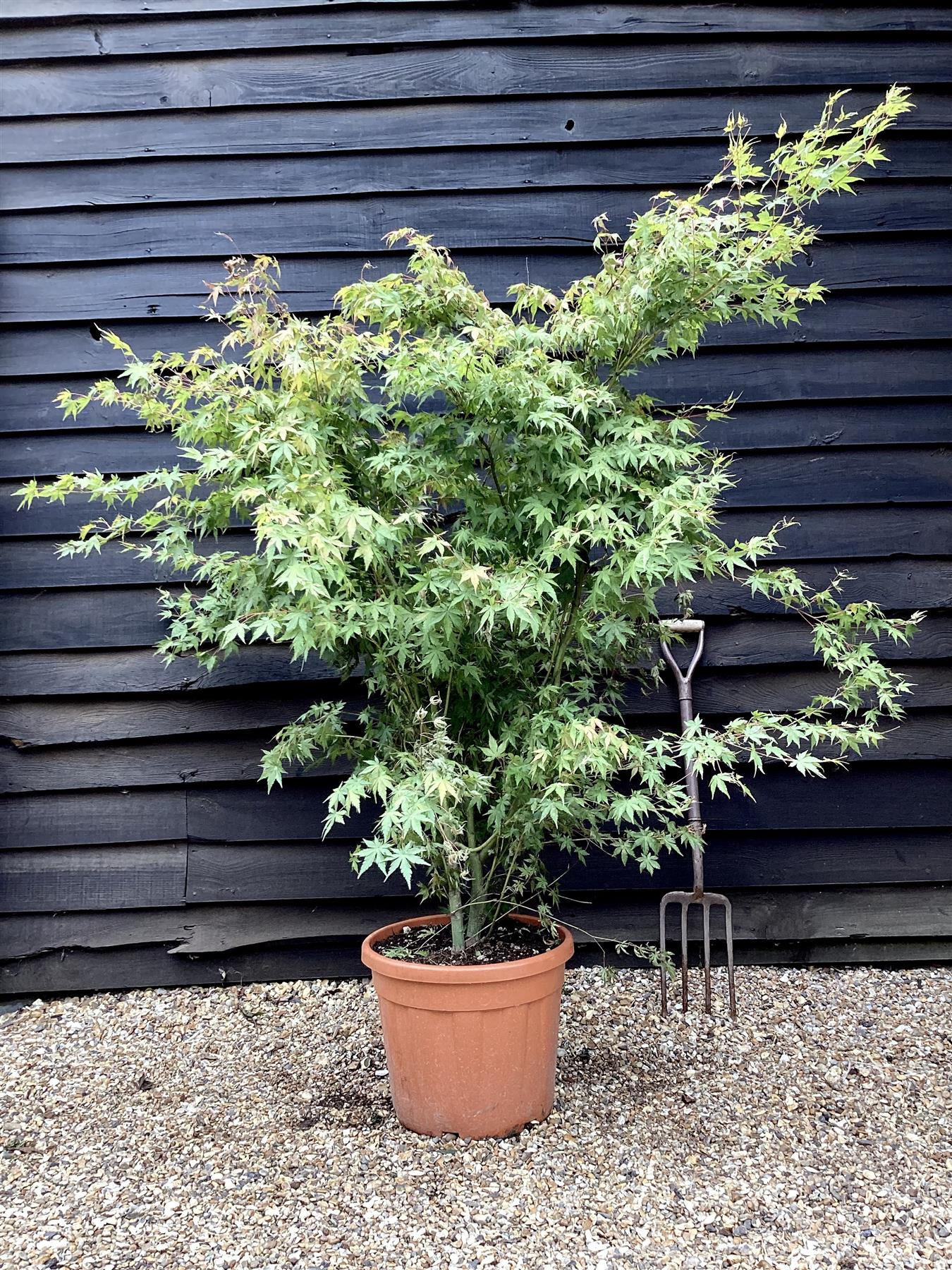 Acer palmatum - Green | Japanese Maple - Very Bushy - 150-180cm - 35lt