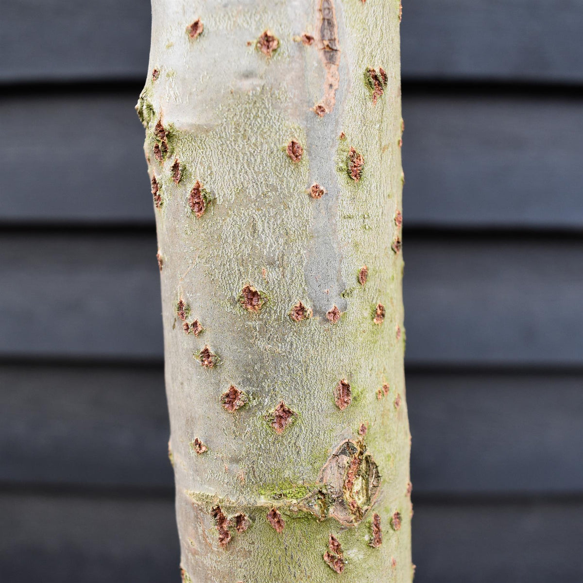 Populus alba | White Poplar Tree - Standard - Clear stem 160-170cm - Height 430-450cm - 55lt