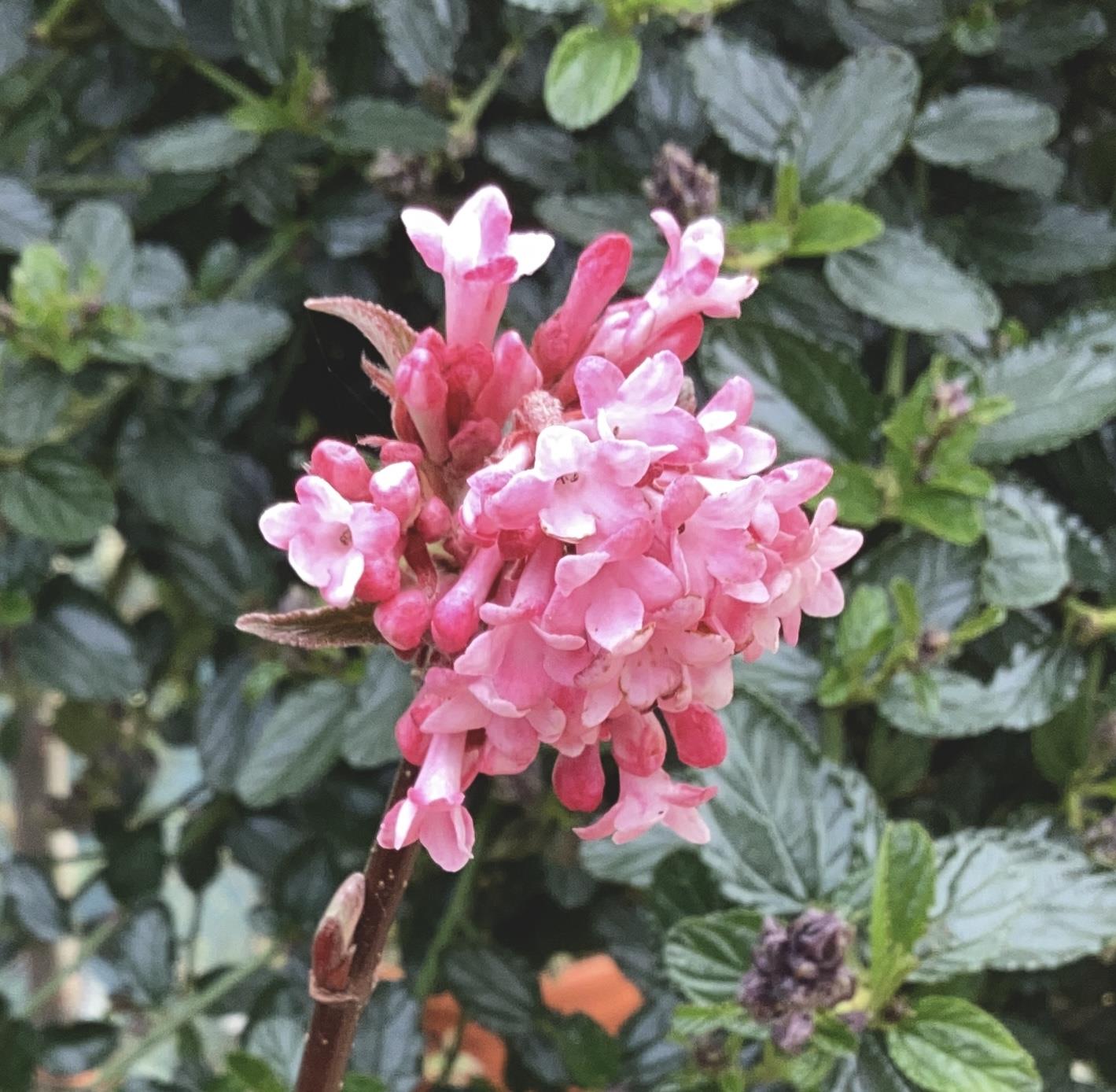 Viburnum x bodnantense 'Dawn' | Arrowwood 'Dawn' - 100-130cm, 10lt