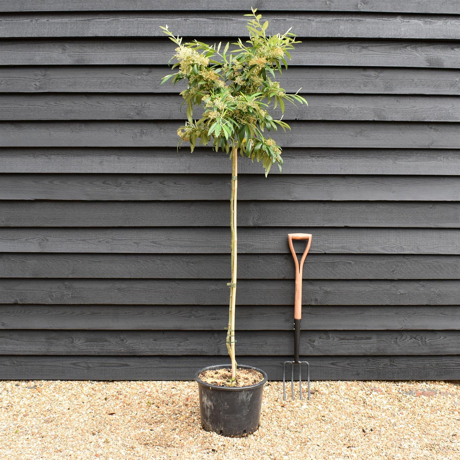 Cotoneaster x watereri - Clear Stem - Height 200-220cm - 20lt