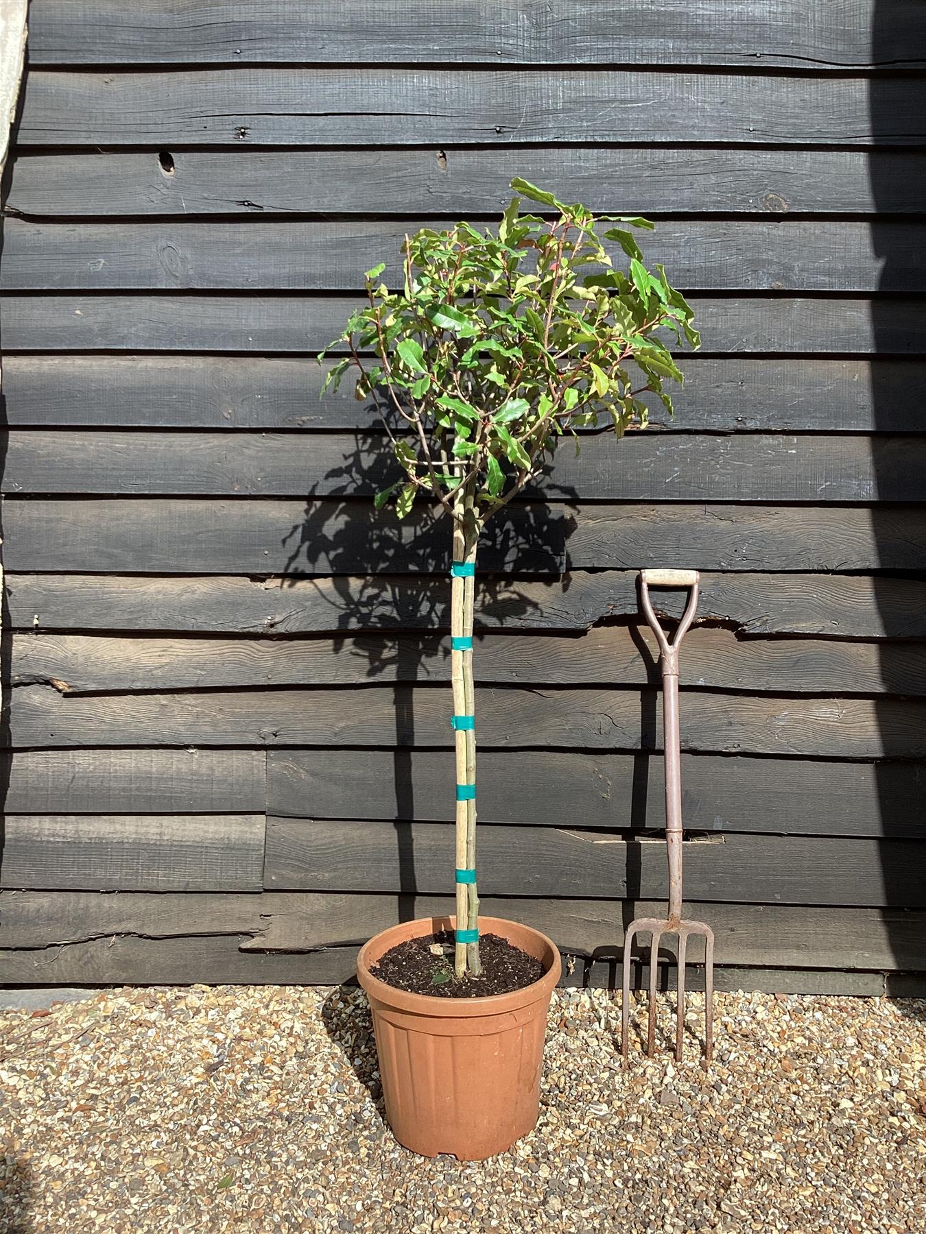 Photinia Magical Volcano | Christmas berry ‘Magical Volcano’ - 1/2 Std - 130cm, 25lt