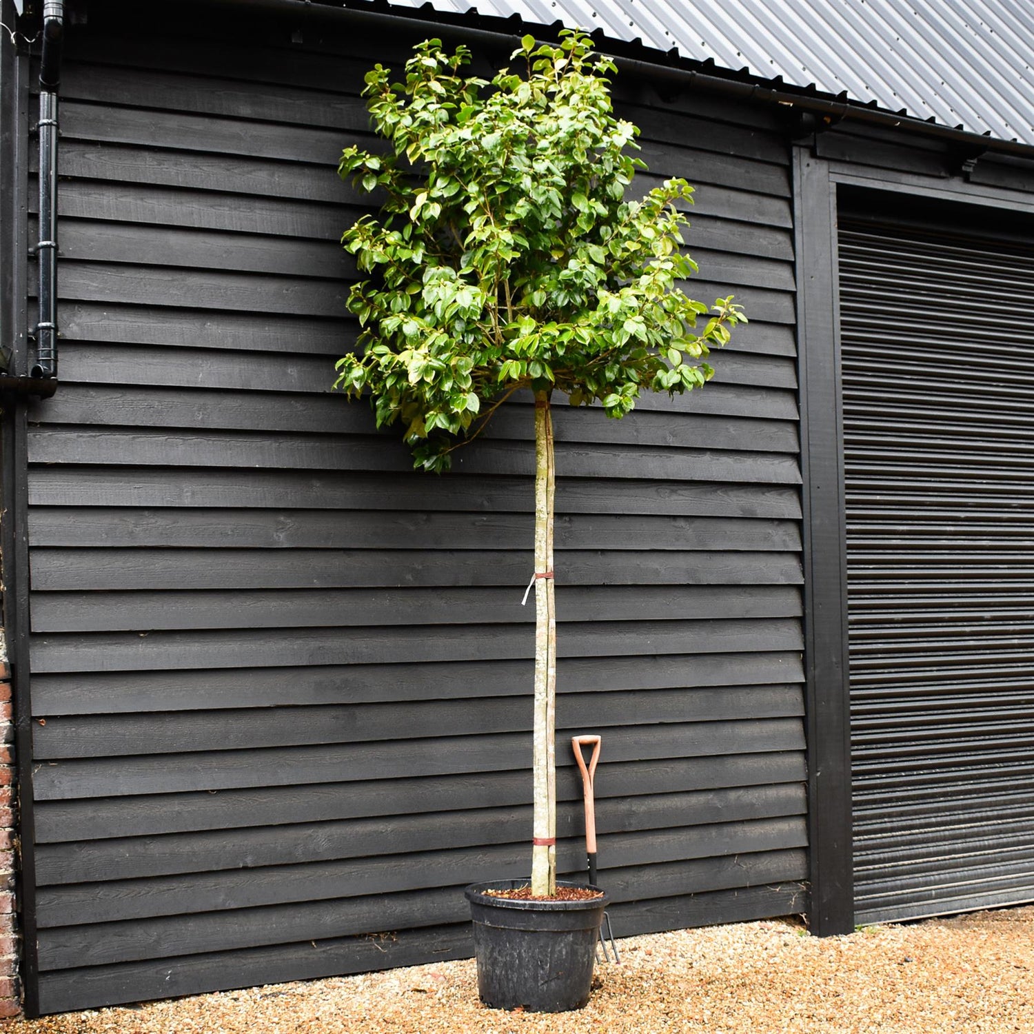 Camellia japonica - Standard - Clear Stem - Girth 10-12cm - Height - 330-350cm - 70lt