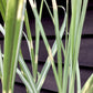 Miscanthus sinensis | Ornamental grass 'Little Zebra' - 5lt