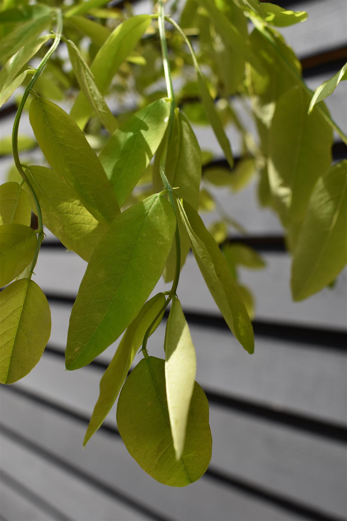 Robinia x margaretta 'Pink Cascade' | Height 300cm - Girth 8-10cm - Clear Stem - 35lt