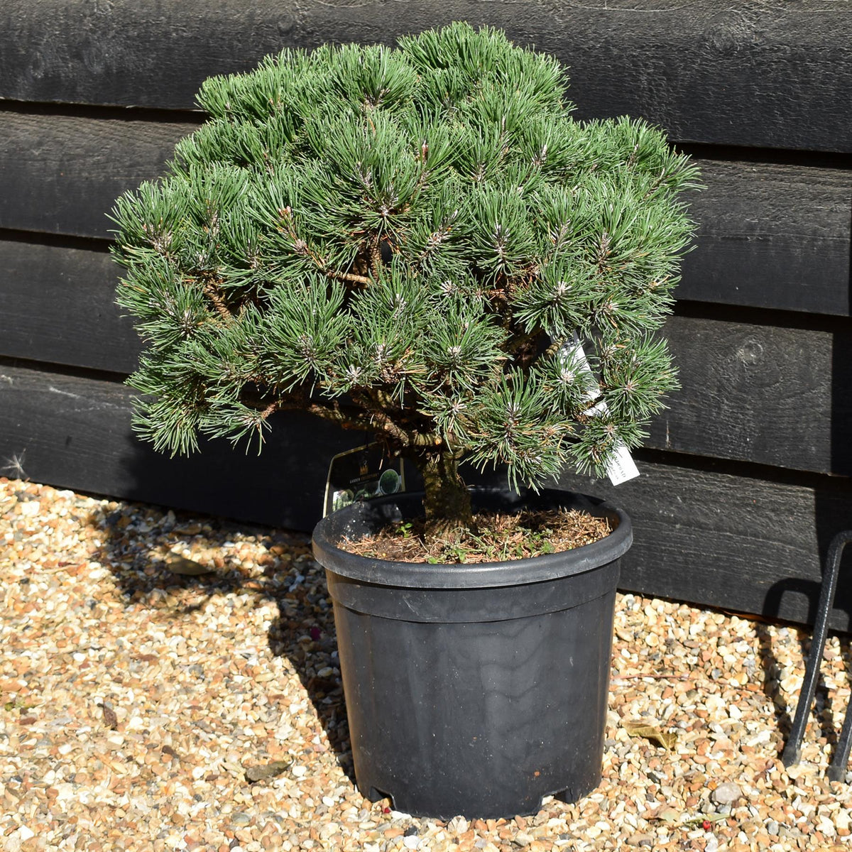 Pinus uncinata 'Heideperle' | Mountain pine - Height 40-50cm - Width 20cm - 11lt