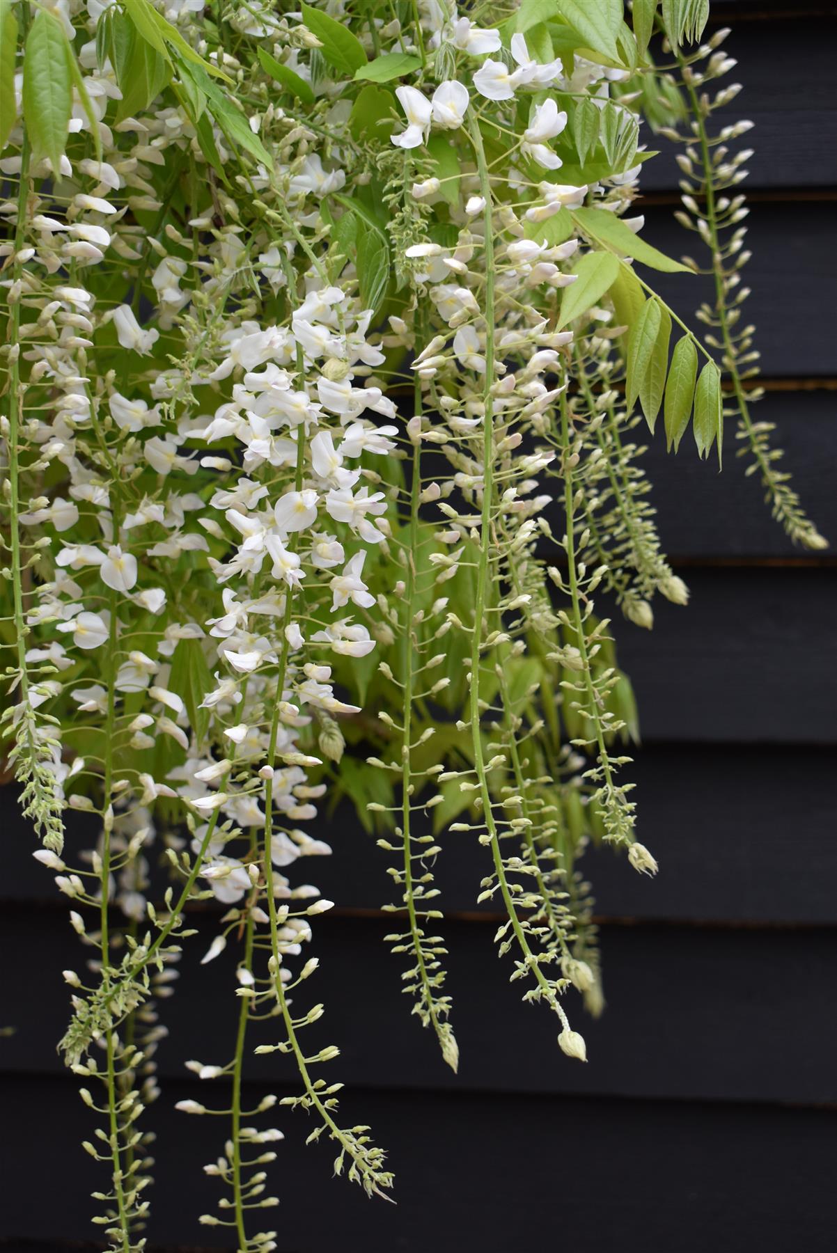 Wisteria sinensis | Chinese wisteria - 150-160cm - 6-10cm - Half Std - 25lt