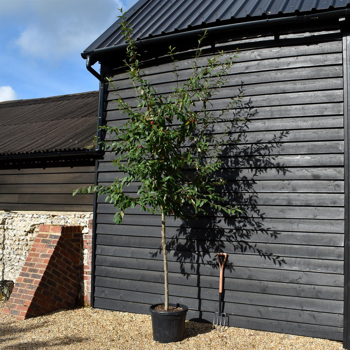 Cotoneaster 'Cornubia'  Clear Stem 120cm - Girth 10-12cm - H:250-300cm W:140-180cm - 50lt