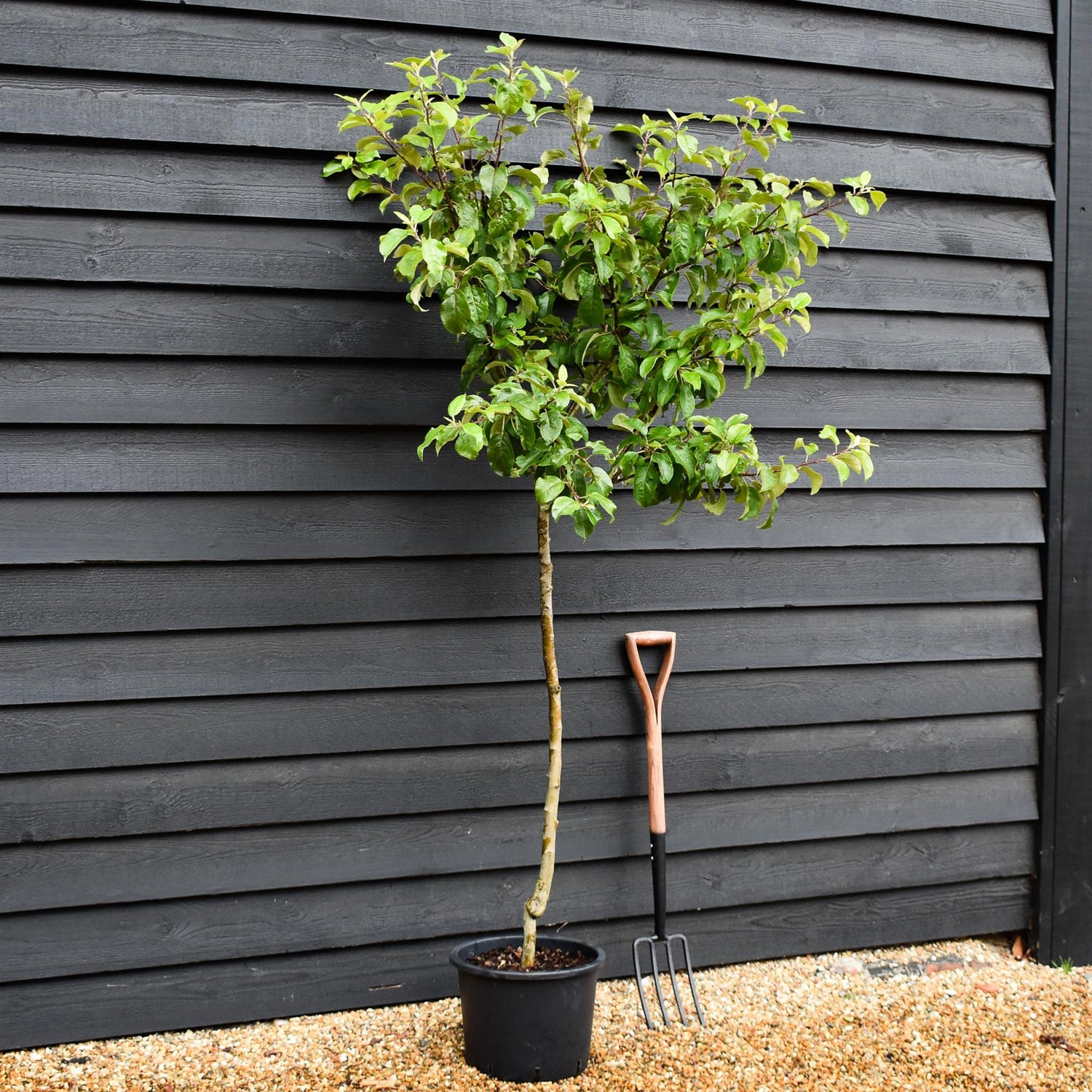 Apple tree 'King of the Pippins' | Malus Domestica - Semi Dwarfing - 170-180cm - 20lt