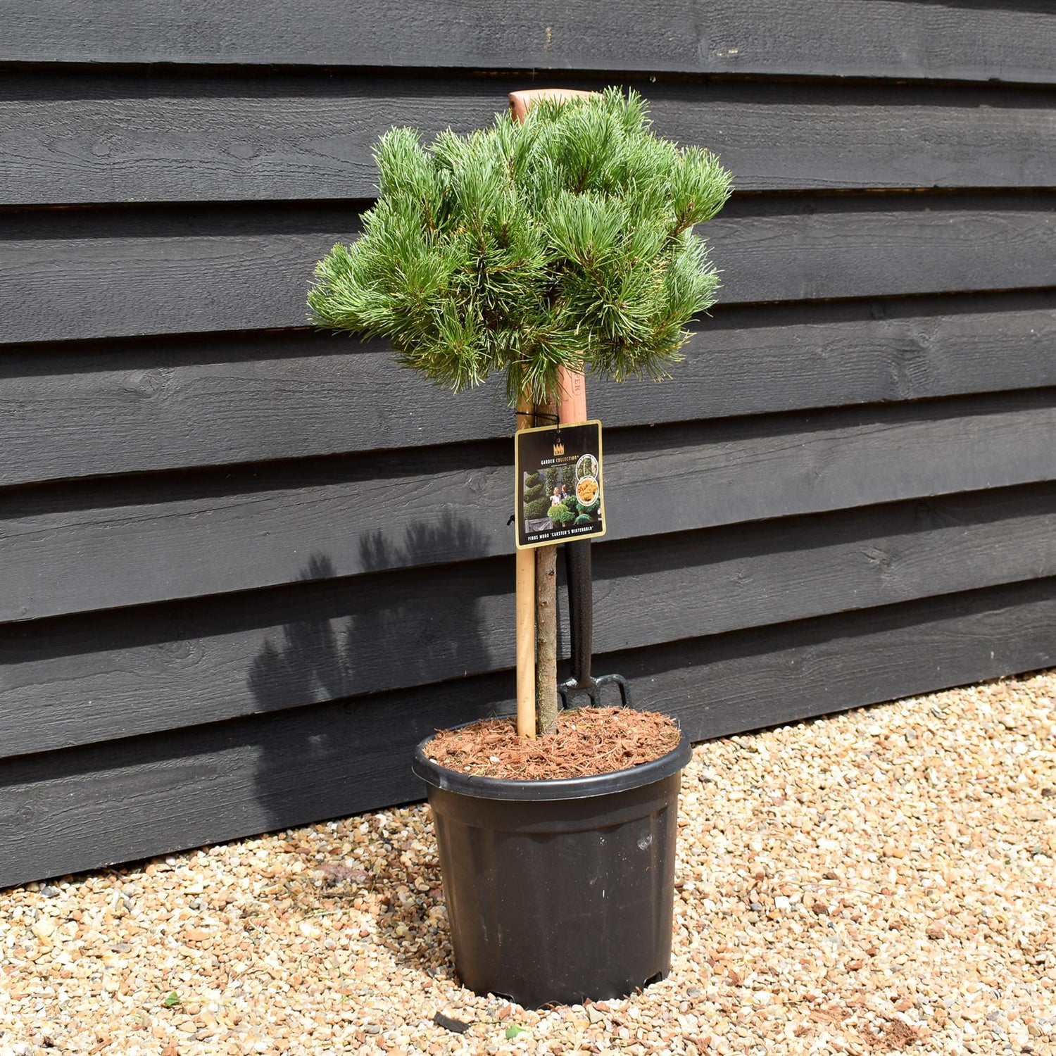 Pinus mugo 'Carsten's Wintergold' - Clear Stem 40cm - Girth 6-8cm - Height 70-80cm - Width 40-50cm - 15lt