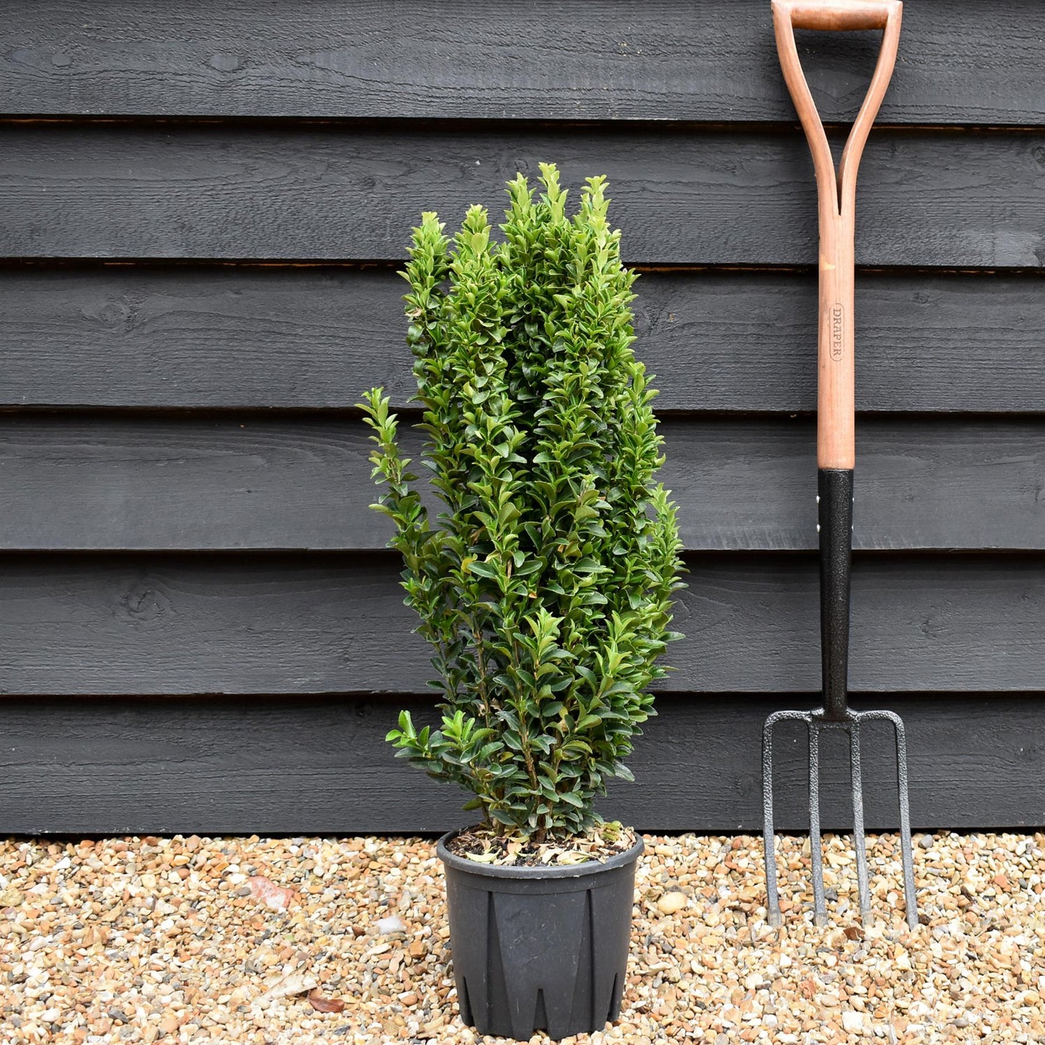 Euonymus japonicus 'Benkomasaki' | Japanese spindle - Height 60cm - 3lt