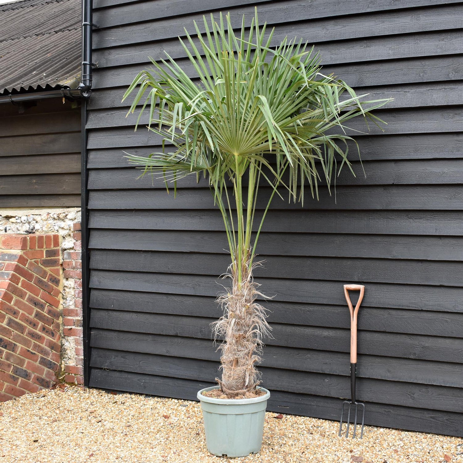 Trachycarpus fortunei - Stem 70-80cm - Height 160-170cm - 35lt