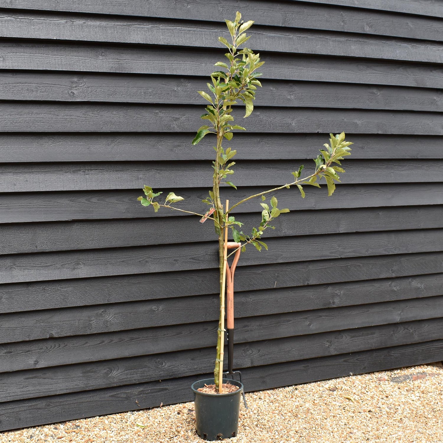 Apple tree 'Scrumptious' | Malus domestica - MM106 - Semi-Dwarfing - 150-160cm - 10lt