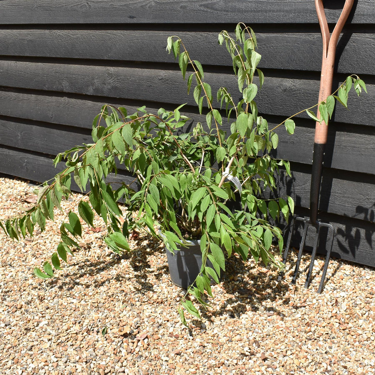 Deutzia - Shrub - Height 60-70cm - 5lt