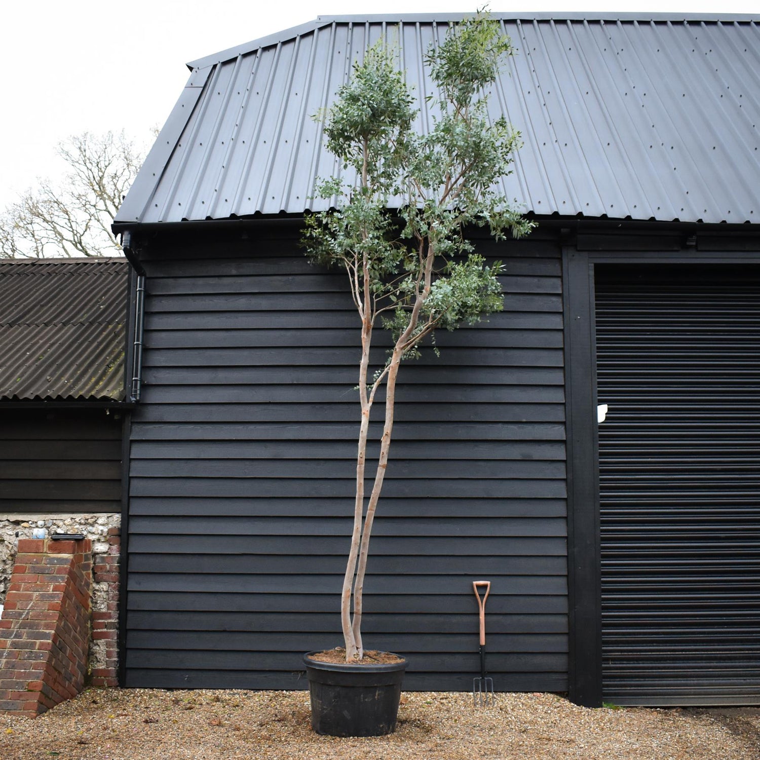 Eucalyptus Gunnii - MultiStem - Height 400cm - 150lt