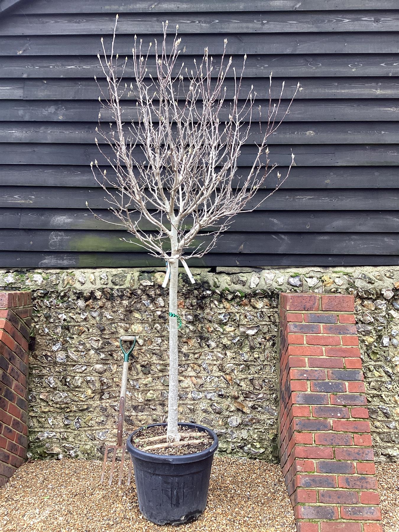 Magnolia Purpurea - Girth 16cm - Clear Stem - 180cm - 70lt