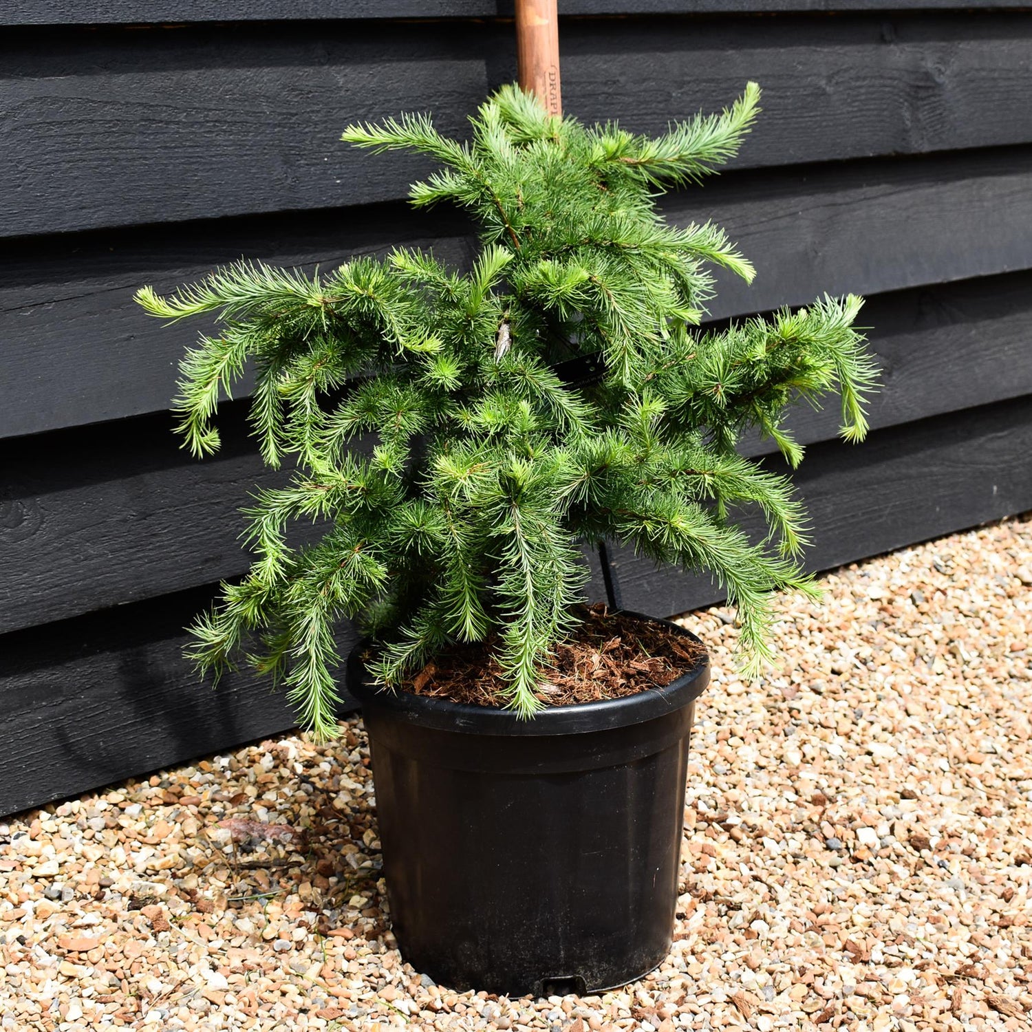 Larix decidua 'Little Bogle' | European larch - Height 30-40cm - Width 60cm - 11lt