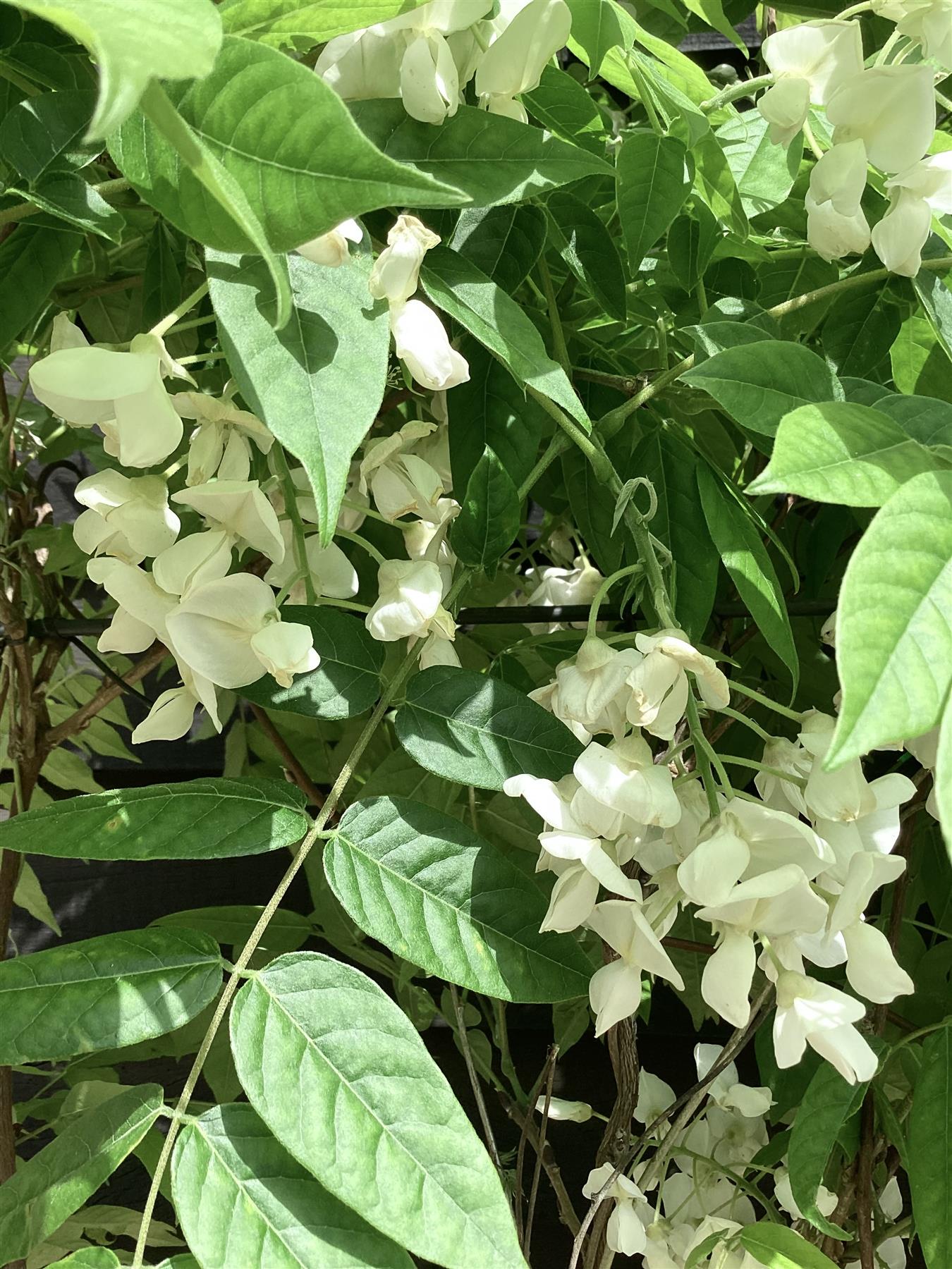 Wisteria | Chinese wisteria - Frame - 150-160cm, 30lt