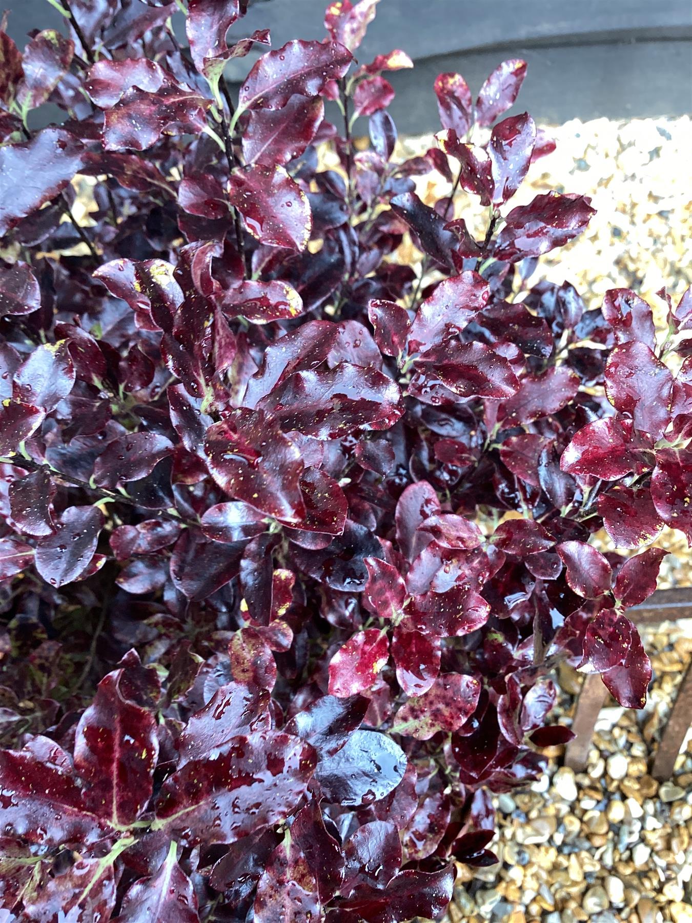 Pittosporum Tom Thumb - Height 18-25cm - 2lt