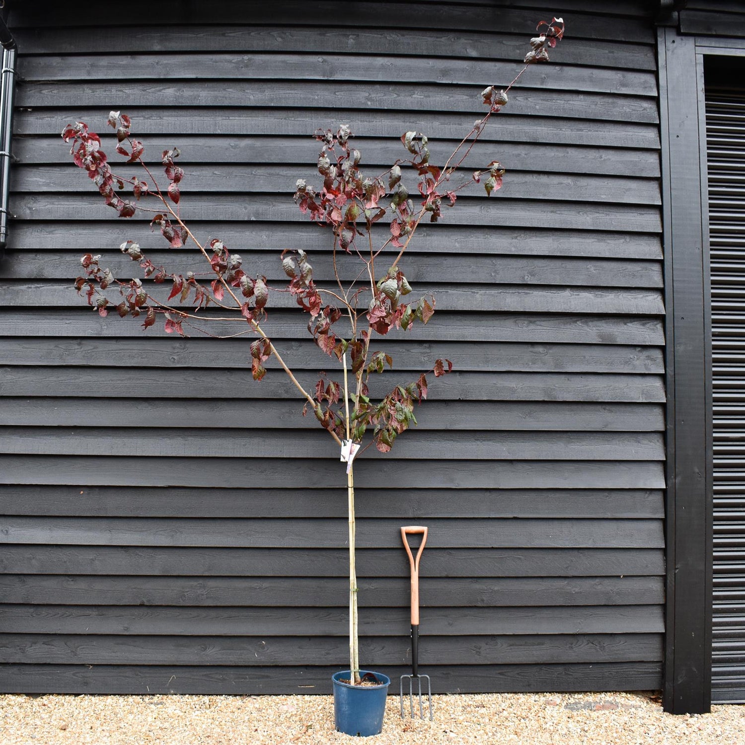 Prunus cerasifera 'Spring Glow' -  Height 180-220cm - 12lt