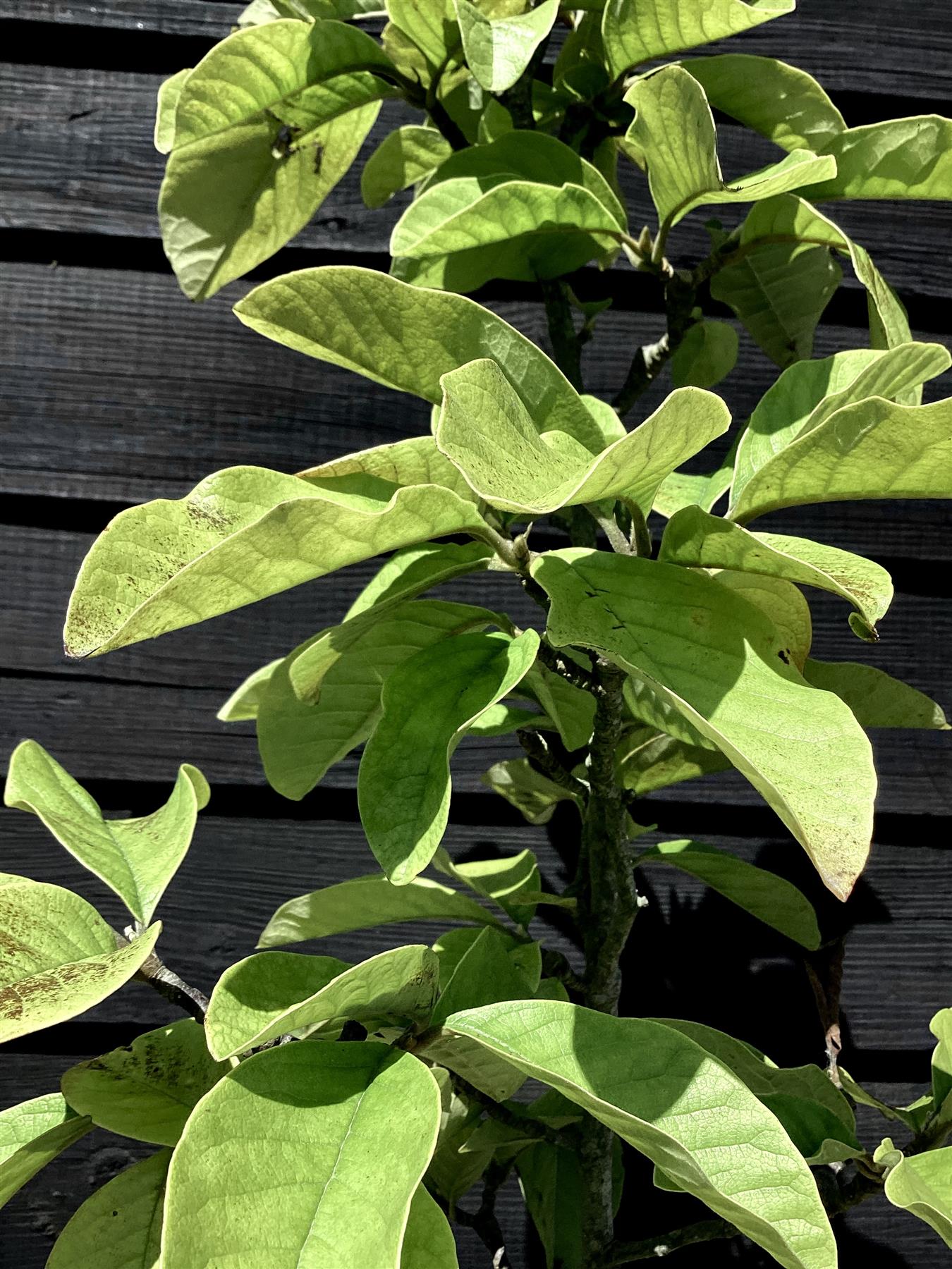 Magnolia Burgundy Star - 150-200cm, 20lt