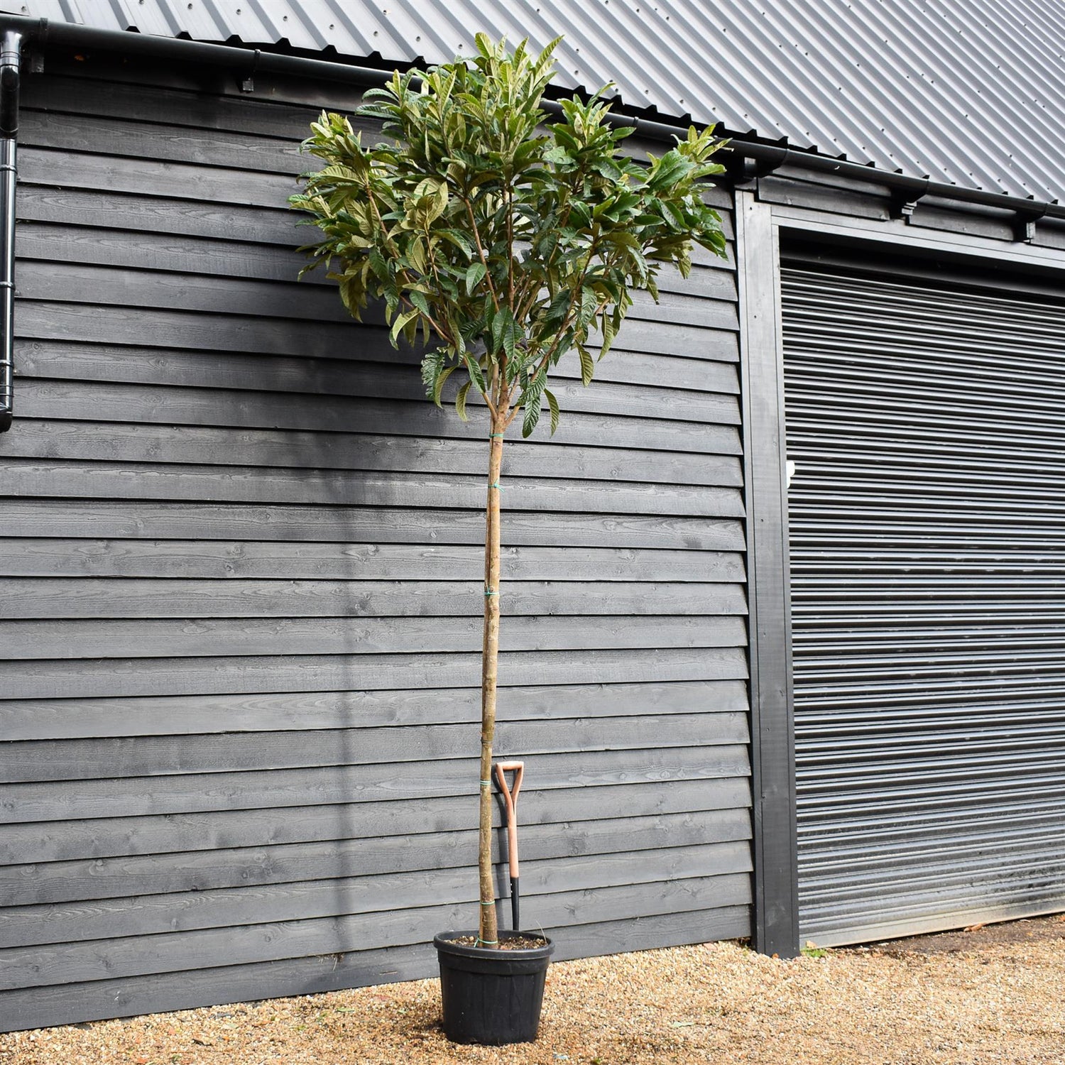 Loquat | Eriobotrya japonica Tree | Loquat Tree -  Clear Stem 200cm - Height 350-400cm - 45lt