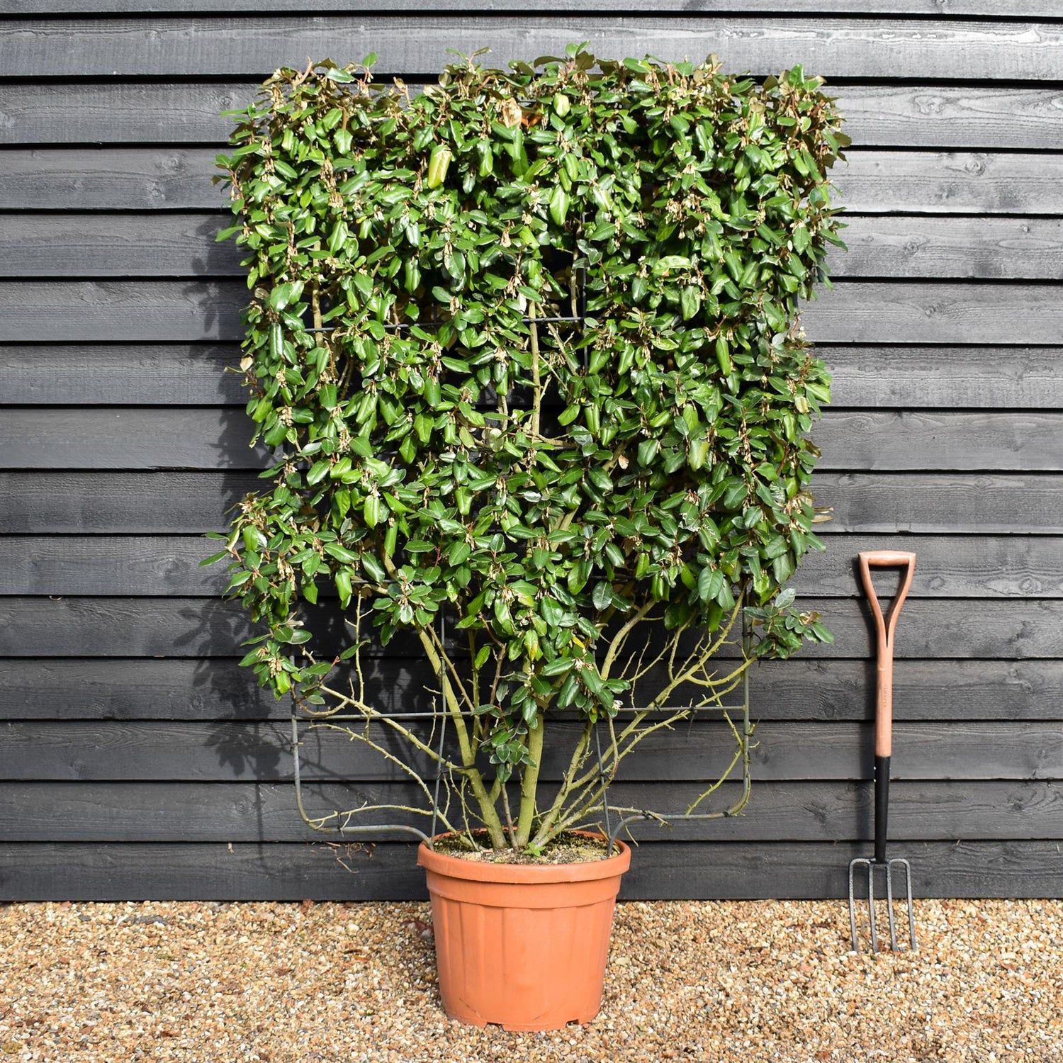 Elaeagnus ebbingei - Espalier/Pleached Metal Frame 140x100cm - 45lt