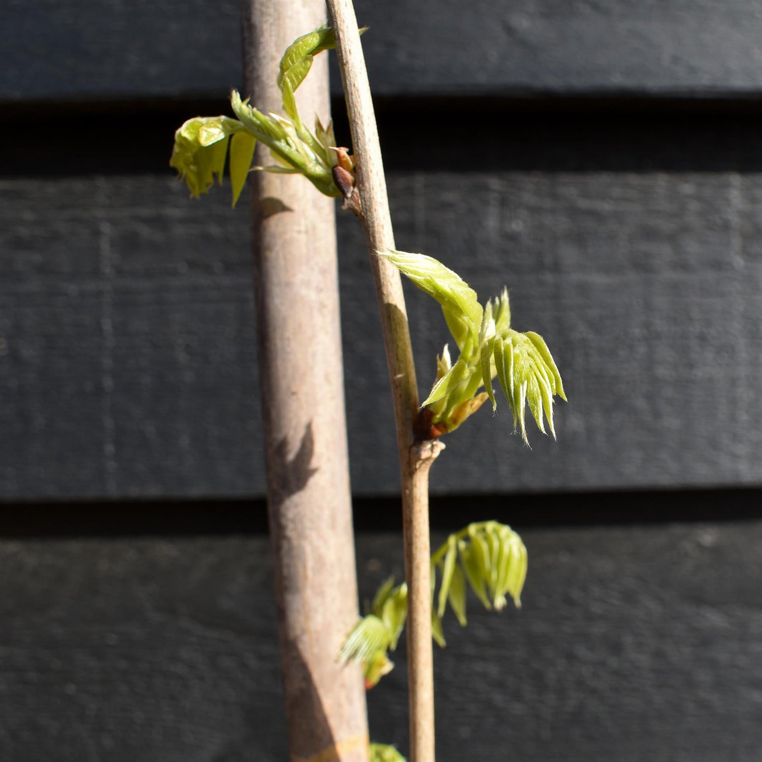 Wisteria floribunda 'Ito Koku Riu' - Cane - Height 150-200cm - 3lt