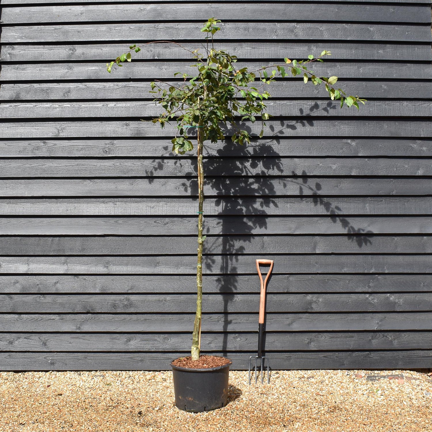 Japanese Crab Apple Tree | Malus Floribunda - Height 250-300cm - Girth 6-8cm - 45lt