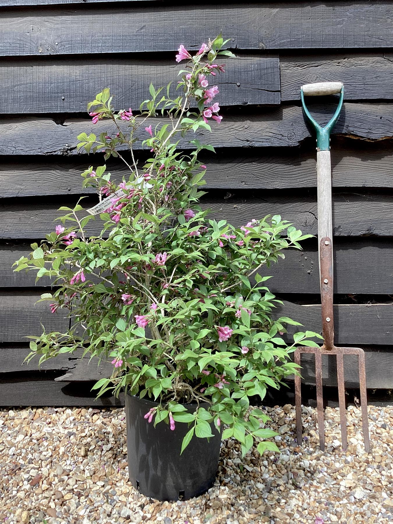 Weigela florida 'Foliis Purpureis' - 40-60cm, 10lt