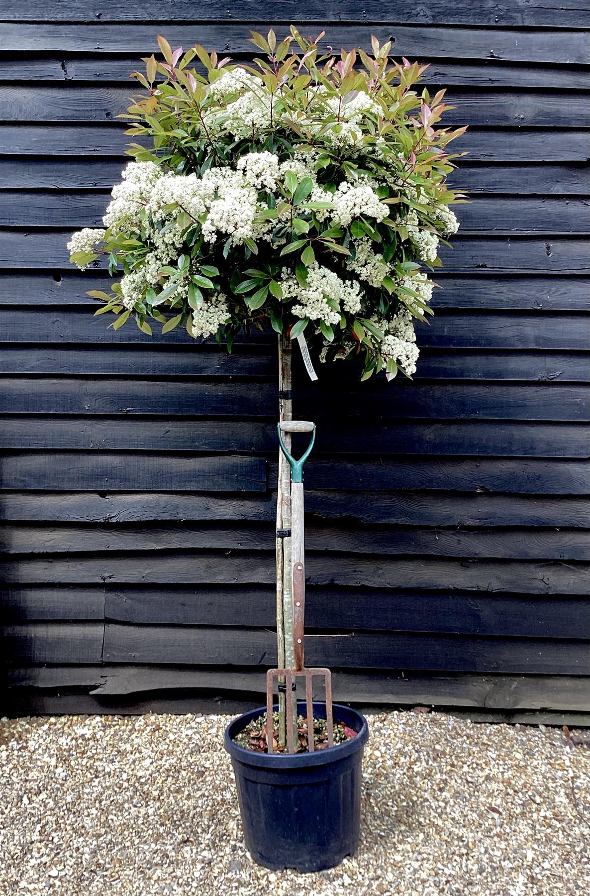 Photinia Red Robin | Christmas berry 'Little Red Robin' - 3/4 std Clear Stem - 50lt