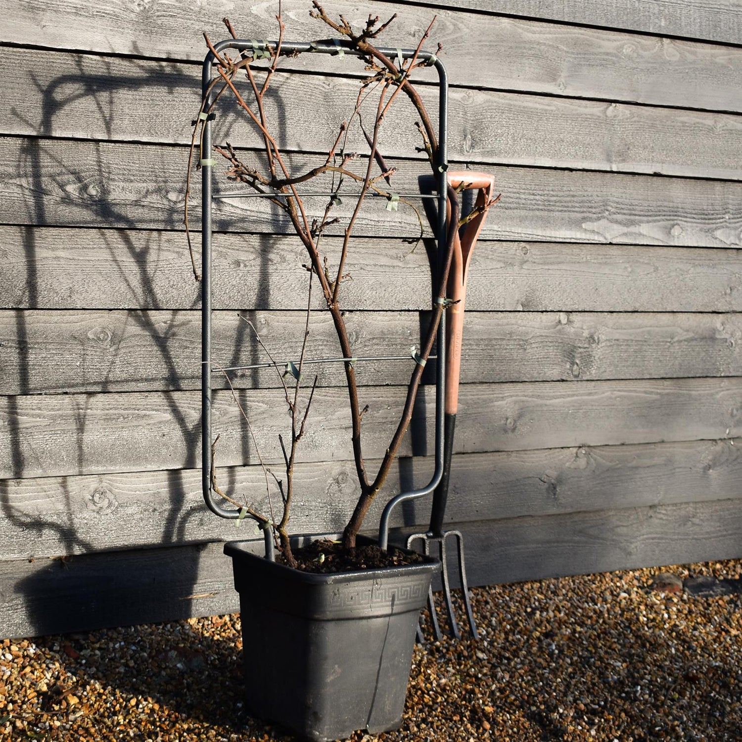 Wisteria brachybotrys 'Iko yama Fuji' - Frame (H) 90 - (W) 50 cm - Height 90cm - 18lt