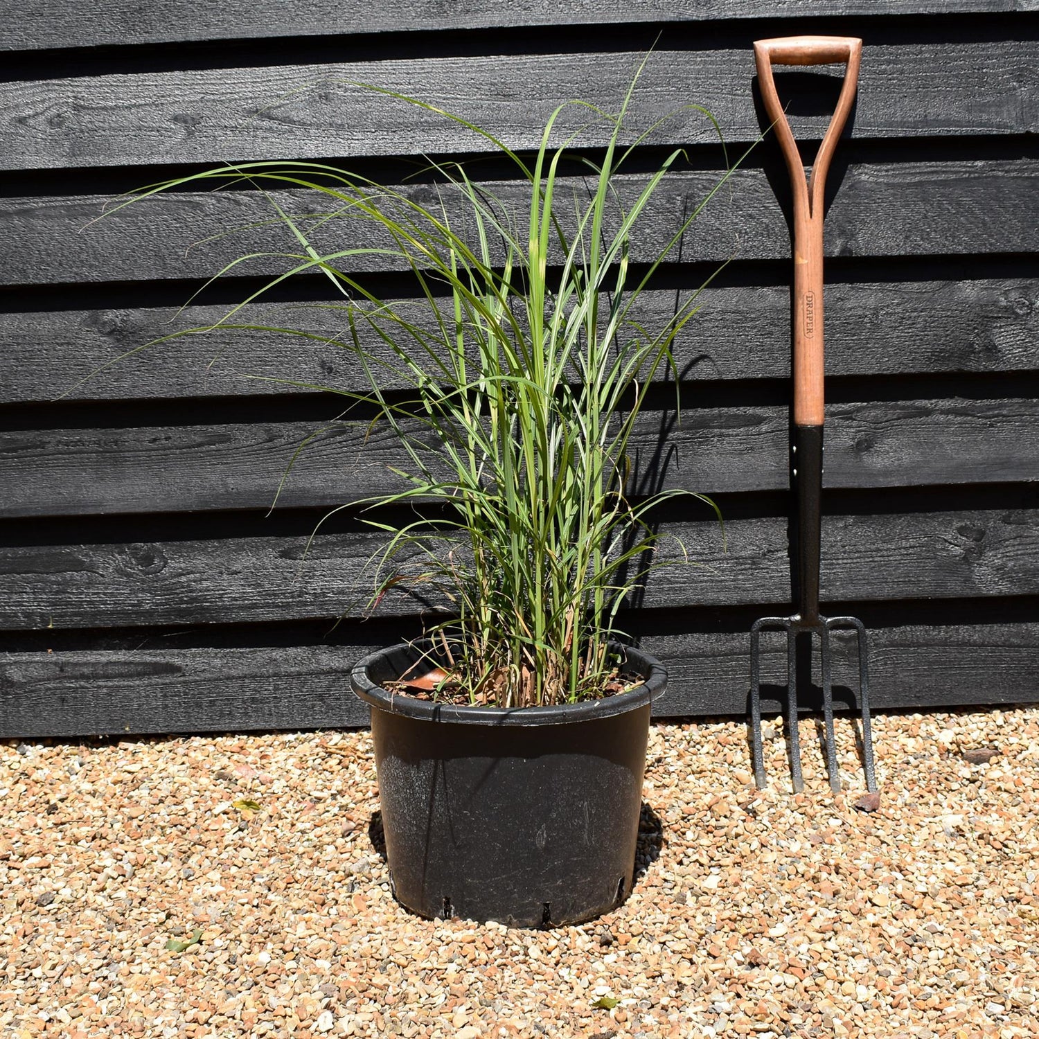 Miscanthus sinensis 'Strictus' | Eulalia 'Strictus' - 20lt