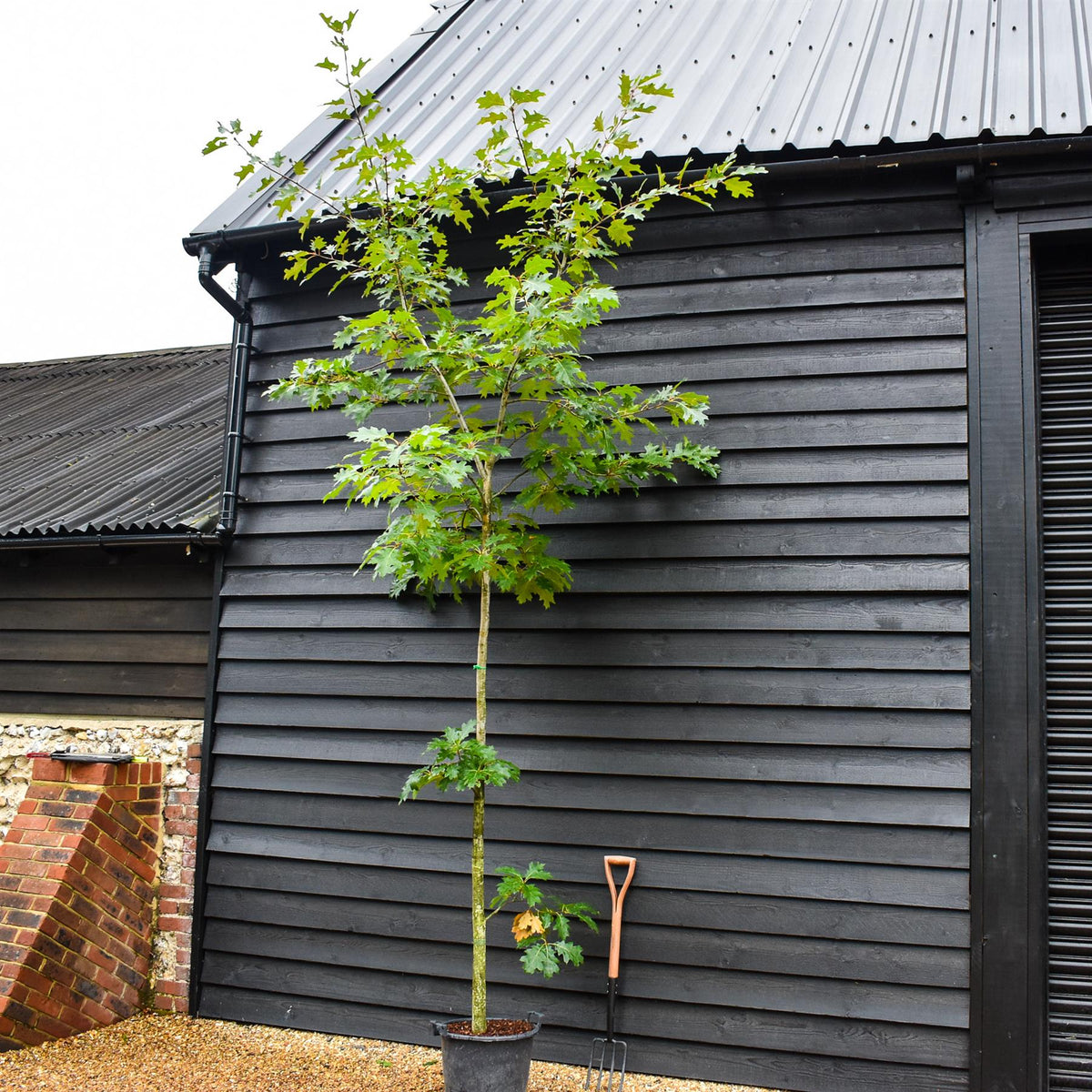 Red Oak | Quercus Rubra - Established - Girth 6-8cm - Height 250-310cm - 20lt