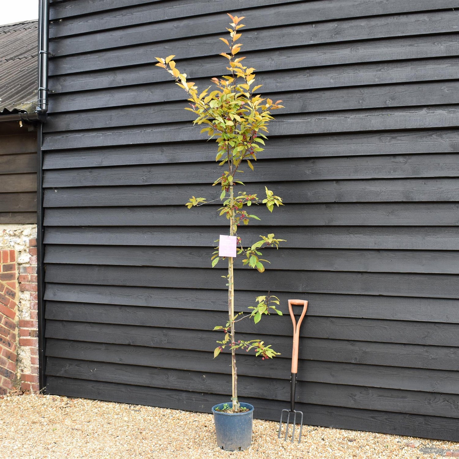 Malus Direktoer Moerland | Improved Profusion Crab Apple Tree, Clear Stem - Height 190-220cm, 10lt